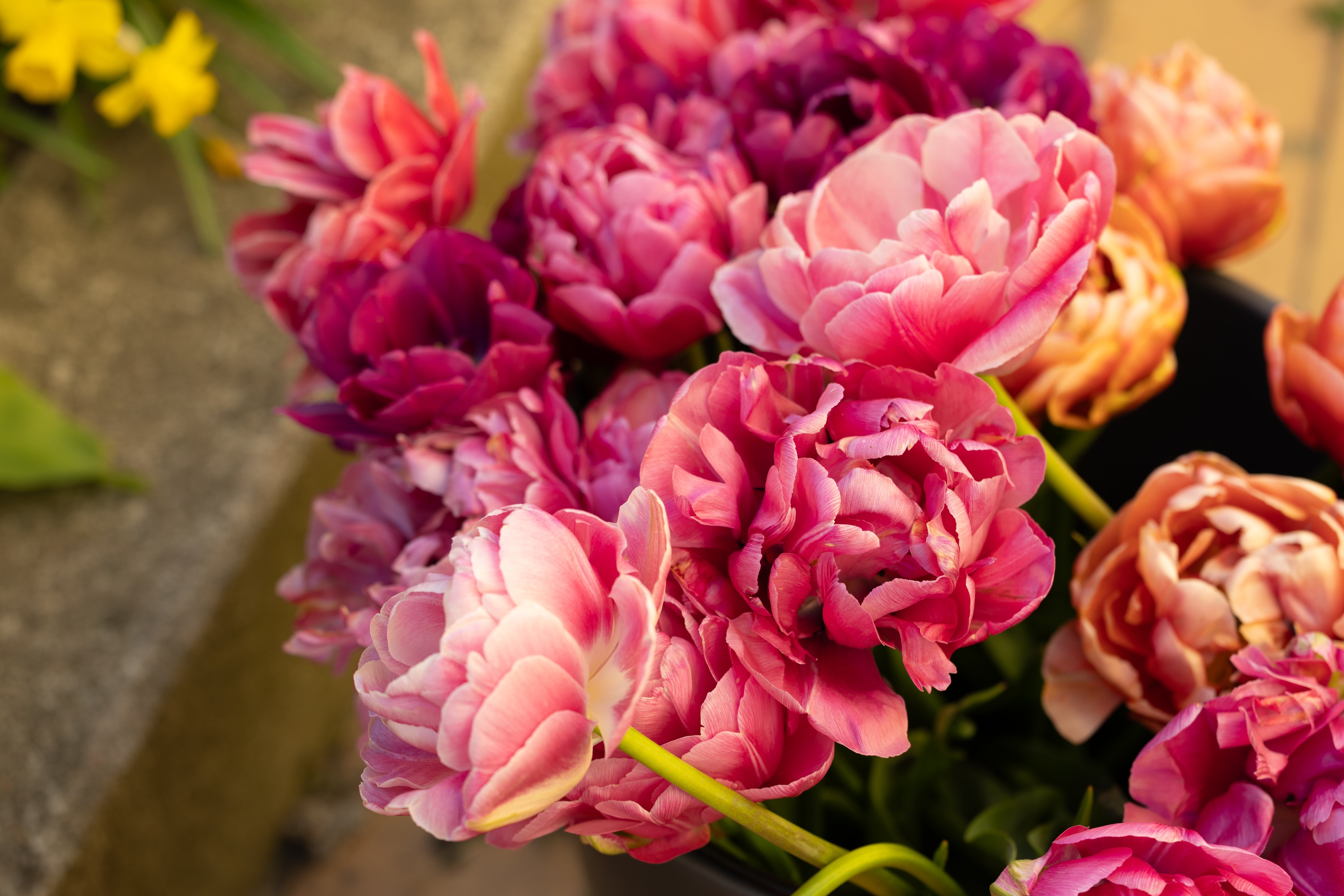 Höstplanterade blomsterlöka